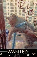 猫咪吃海苔吐了